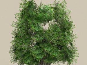 game ready low poly 10 tree collection 3D Model