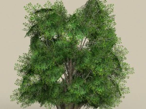 game ready low poly 10 tree collection 3D Model