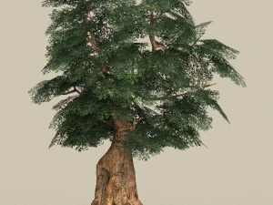 game ready low poly 10 tree collection 3D Model