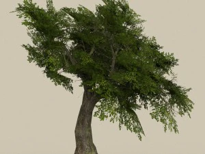 game ready low poly 10 tree collection 3D Model