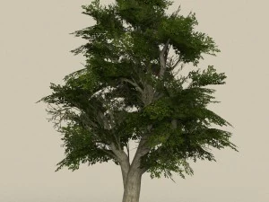 game ready low poly 10 tree collection 3D Model