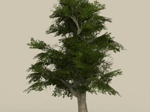 game ready low poly 10 tree collection 3D Model