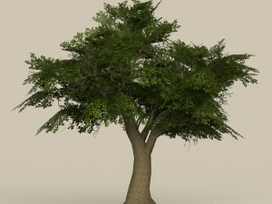 game ready low poly 10 tree collection 3D Model
