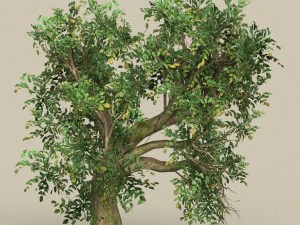 game ready low poly 10 tree collection 3D Model
