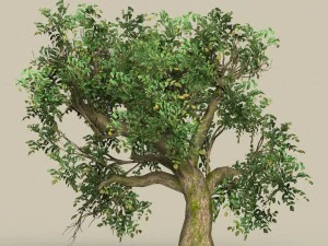 game ready low poly 10 tree collection 3D Model