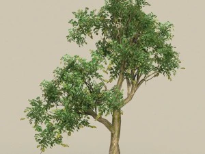 game ready low poly 10 tree collection 3D Model