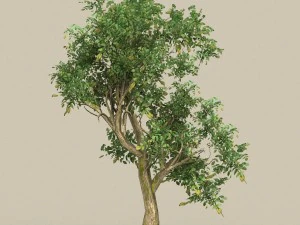 game ready low poly 10 tree collection 3D Model