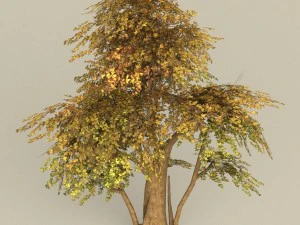game ready tree 13 3D Model