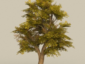 game ready tree 17 3D Model