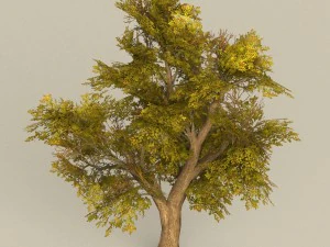 game ready tree 17 3D Model