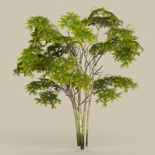 game ready tree 29 3D Model .c4d .max .obj .3ds .fbx .stl .blend 