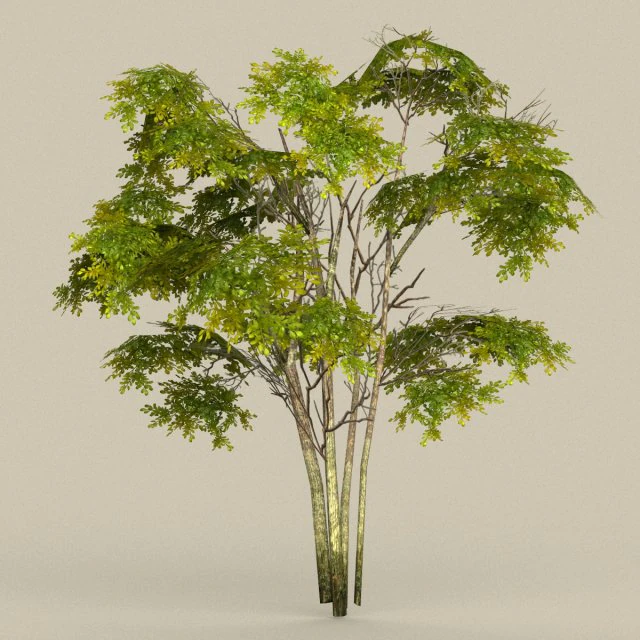game ready tree 29 3D Model .c4d .max .obj .3ds .fbx .stl .blend