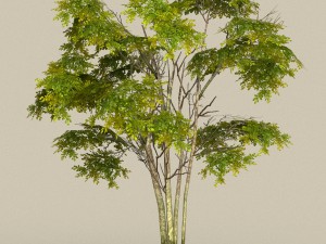 game ready tree 29 3D मॉडल