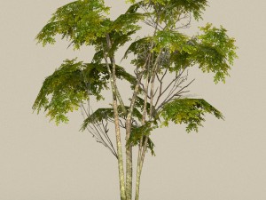 game ready tree 29 3D Model