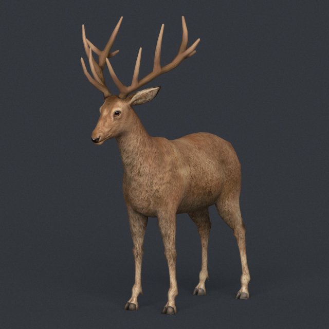 game ready realistic deer Modèle 3D .c4d .max .obj .3ds .fbx .stl .blend 