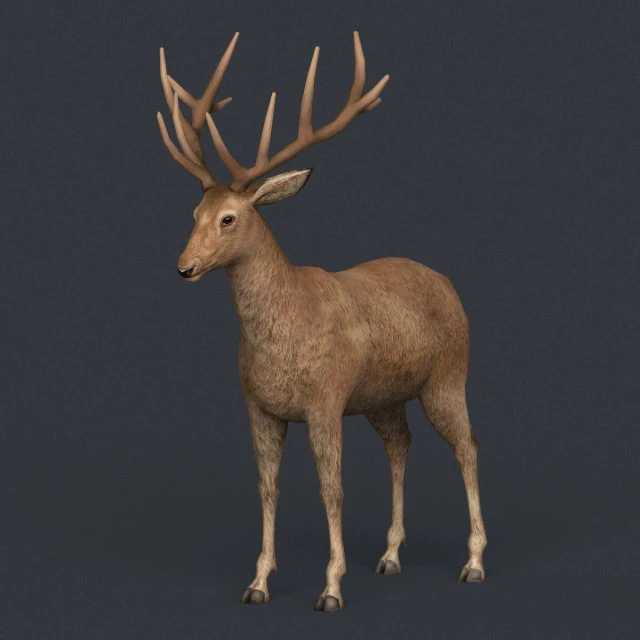 game ready realistic deer 3D Model .c4d .max .obj .3ds .fbx .stl .blend 