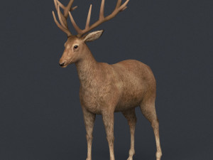 game ready realistic deer 3D Model