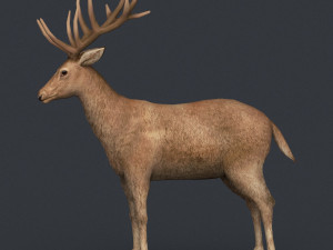 game ready realistic deer Modèle 3D