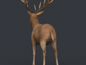 game ready realistic deer Modèle 3D