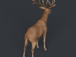 game ready realistic deer Modèle 3D