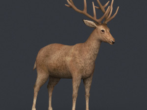 game ready realistic deer Modèle 3D