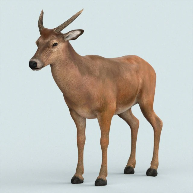 realistic wollaton deer 3D Model .c4d .max .obj .3ds .fbx .stl .blend 