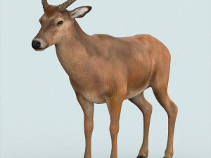 realistic wollaton deer 3D Model
