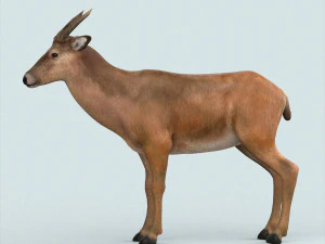 realistic wollaton deer 3D Model
