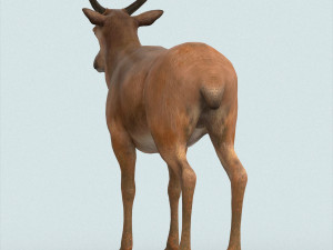 realistic wollaton deer Modello 3D