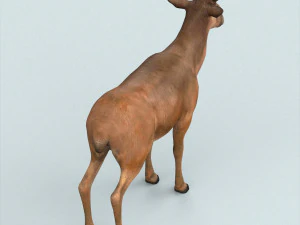 realistic wollaton deer 3D Model