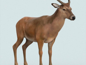 realistic wollaton deer Modello 3D