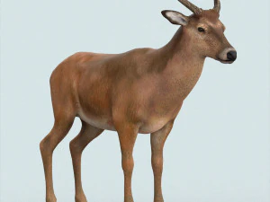 realistic wollaton deer 3D Model