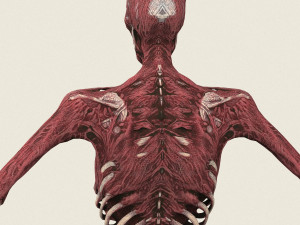 game ready dead man skeleton 3D Model