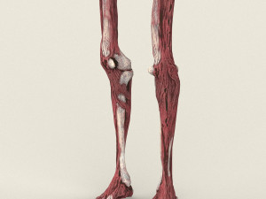 game ready dead man skeleton 3D Model