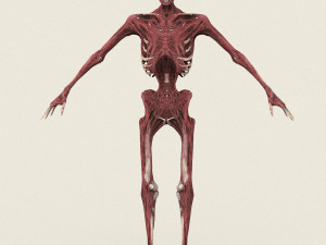 game ready dead man skeleton 3D Model