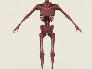 game ready dead man skeleton 3D Model
