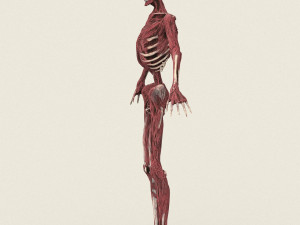 game ready dead man skeleton 3D Model