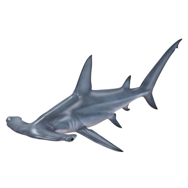hammerhead shark 3D Модель .c4d .max .obj .3ds .fbx .stl .blend 
