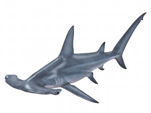 hammerhead shark 3D Model