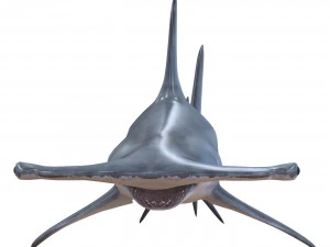 tubar&atilde;o-martelo Modelo 3D
