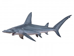 hammerhead shark 3D Модель