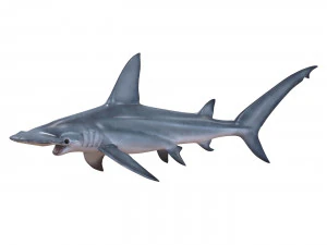 tubar&atilde;o-martelo Modelo 3D