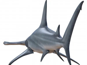 tubar&atilde;o-martelo Modelo 3D