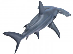 tubar&atilde;o-martelo Modelo 3D