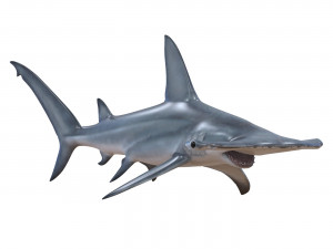 hammerhead shark 3D Модель