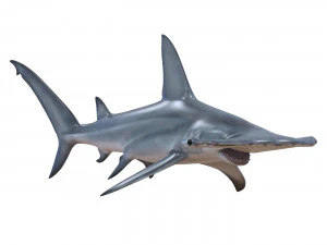 tubar&atilde;o-martelo Modelo 3D