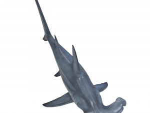 hammerhead shark 3D Модель