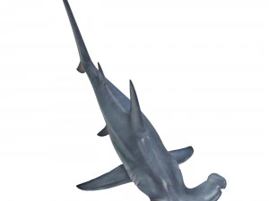 tubar&atilde;o-martelo Modelo 3D