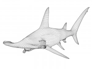 tubar&atilde;o-martelo Modelo 3D