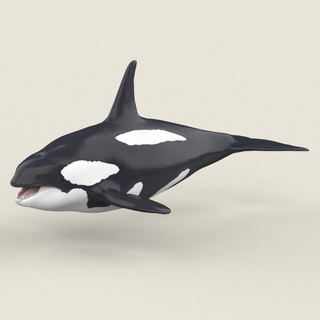 killer whale Modello 3D .c4d .max .obj .3ds .fbx .stl .blend 